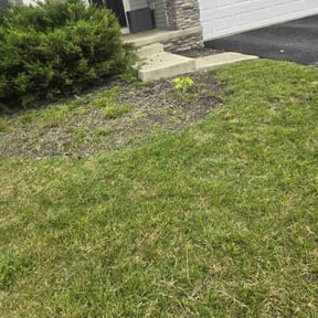 Bush Trimming by HonchoLouBlanco LLC, reviewed on May 14, 2022