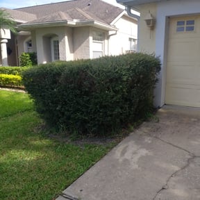 Bush Trimming by Jte lawncare reviewed on June 12, 2025