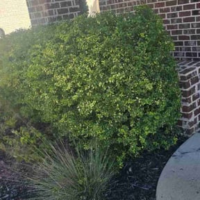 Bush Trimming by Prince Hendry reviewed on July 10, 2022