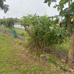 Bush Trimming by PerfectCutLawn reviewed on November 27, 2022