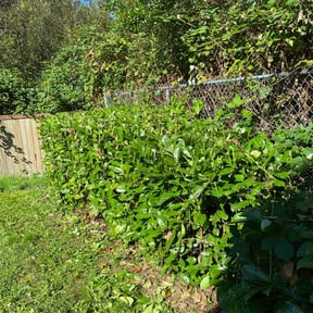 Bush Trimming by Sky Blue Enterprises reviewed on June 30, 2022