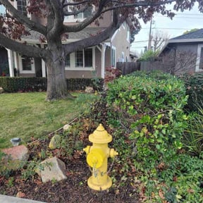 Bush Trimming by FRAMPTON'S LAWN SERVICE reviewed on July 6, 2022