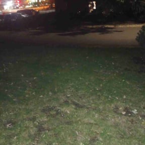 Leaf Removal by Hermitage Lawn Care reviewed on March 25, 2022