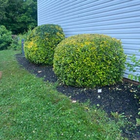 Bush Trimming by Morel Lawn & tree service reviewed on July 17, 2022