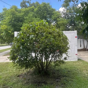 Bush Trimming by Sunnyside Lawn care reviewed on August 2, 2025