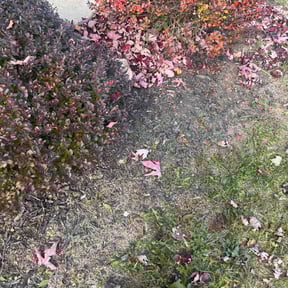 Flower Bed Weeding by Jason Fetters reviewed on July 24, 2022