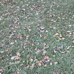 Leaf Removal by Olguin Property Management reviewed on April 27, 2022