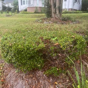 Bush Trimming by Countryside lawn and garden reviewed on April 11, 2025