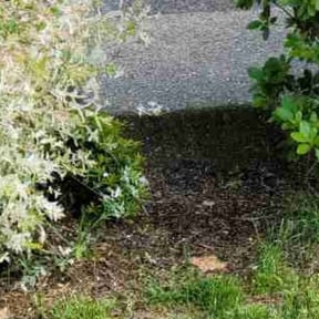 Leaf Removal by Big Boy Landscaping reviewed on July 19, 2025