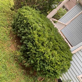 Bush Trimming by TrimTime reviewed on August 4, 2025