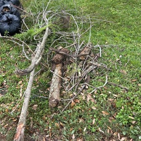 Leaf Removal by M.D. Lewis reviewed on July 20, 2022
