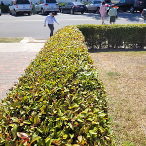 Bush Trimming by Terra Verde Landscape &amp; Design reviewed on July 8, 2025