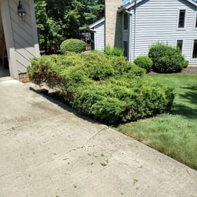 Bush Trimming by BRDOC - Lawn Care reviewed on April 25, 2022