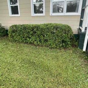 Bush Trimming by Ride In Shine Out reviewed on December 13, 2024