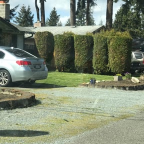 Bush Trimming by Vertical Lawn Care reviewed on August 9, 2024