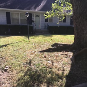 Bush Trimming by Fullview lawn service reviewed on July 15, 2025