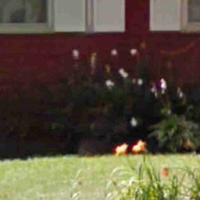 Bush Trimming by Madden Lawn Services reviewed on April 23, 2022