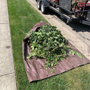 Bush Trimming by Cutz and Dumpz reviewed on May 20, 2022
