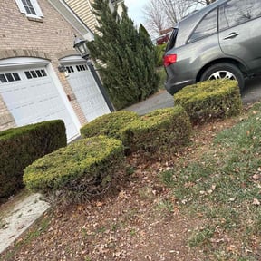 Bush Trimming by Jason's Home Service's LLC reviewed on June 10, 2022