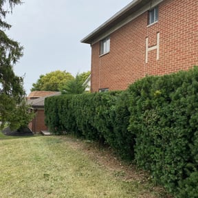 Landscaping by Ace lawn service reviewed on May 8, 2022