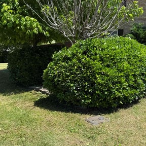 Bush Trimming by Lando Lawn Care & Landscaping reviewed on November 20, 2022