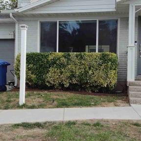 Bush Trimming by Ralph & sons property maintenance reviewed on September 24, 2021