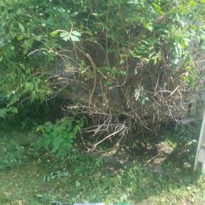 Bush Trimming by MZ Property Services LLC reviewed on May 16, 2025