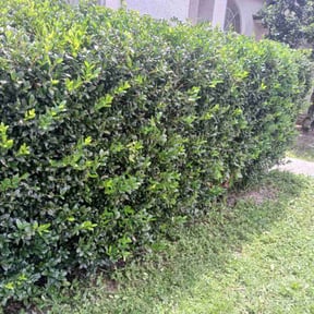 Bush Trimming by FRL Landscaping reviewed on June 28, 2022