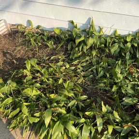 Flower Bed Weeding by Lawn Legacy LLC reviewed on May 14, 2022