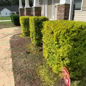 Bush Trimming by All-in lawns reviewed on June 7, 2022