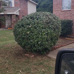 Bush Trimming by Scripted Lawn Services reviewed on April 28, 2022