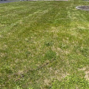 Bush Trimming by Aparicio Lawn Care reviewed on September 20, 2021