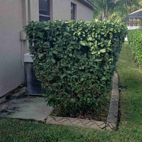 Bush Trimming by Lawn Care Rx reviewed on January 24, 2022