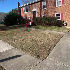 Bush Trimming by Small Time Yard Cutz L.L.C. reviewed on May 11, 2025