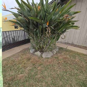Bush Trimming by Premium Design Landscaping Inc reviewed on April 28, 2022
