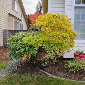 Bush Trimming by Green Pride Landscape Maintenance LLC reviewed on June 1, 2022