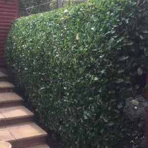 Bush Trimming by Delgado Landscaping and Garden reviewed on June 21, 2022
