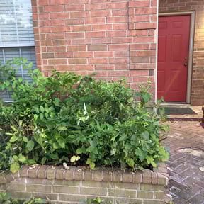 Bush Trimming by Longview lawns and Land scaping LLC reviewed on July 28, 2022