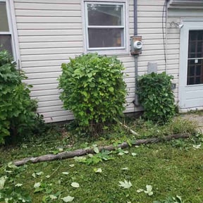 Bush Trimming by BENNETT LINKS SOLUTIONS reviewed on April 24, 2022