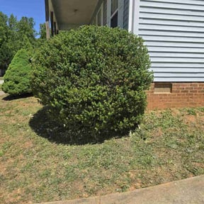 Bush Trimming by Pro Clean Solutions Inc. reviewed on March 18, 2022