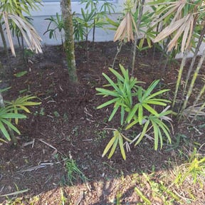 Cleanups by TruGreen LawnCare reviewed on February 3, 2025