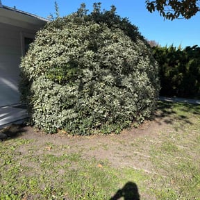 Bush Trimming by Parker Landscape & Maintenance reviewed on June 25, 2025