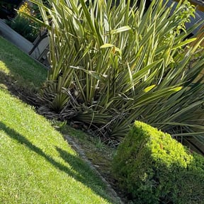 Bush Trimming by Suncoast Mowing and Pressure Washing Company reviewed on April 29, 2022