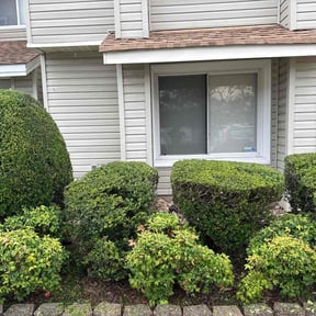Bush Trimming by ST. JAMES PROFESSIONAL SERVICES GROUP LLC reviewed on September 22, 2024