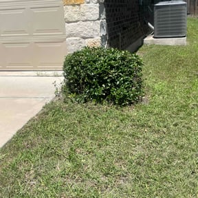 Bush Trimming by William Thomas Lawn Service reviewed on December 30, 2023