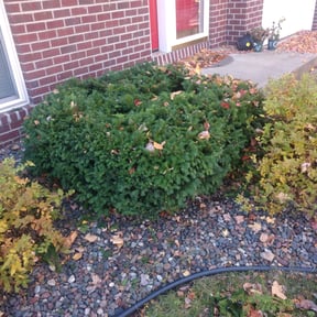 Bush Trimming by Green Leaf Lawn Service reviewed on November 12, 2024