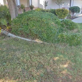 Bush Trimming by 19 Property Landscaping reviewed on June 14, 2022