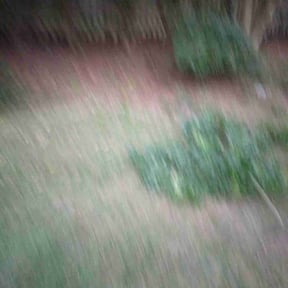 Cleanups by Bestway Lawn Care reviewed on November 11, 2021