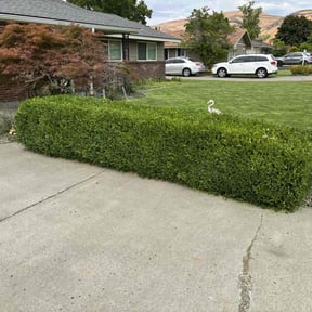 Bush Trimming by K's Lawn Care reviewed on April 5, 2025