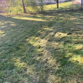 Leaf Removal by Keepn It Green reviewed on June 4, 2022